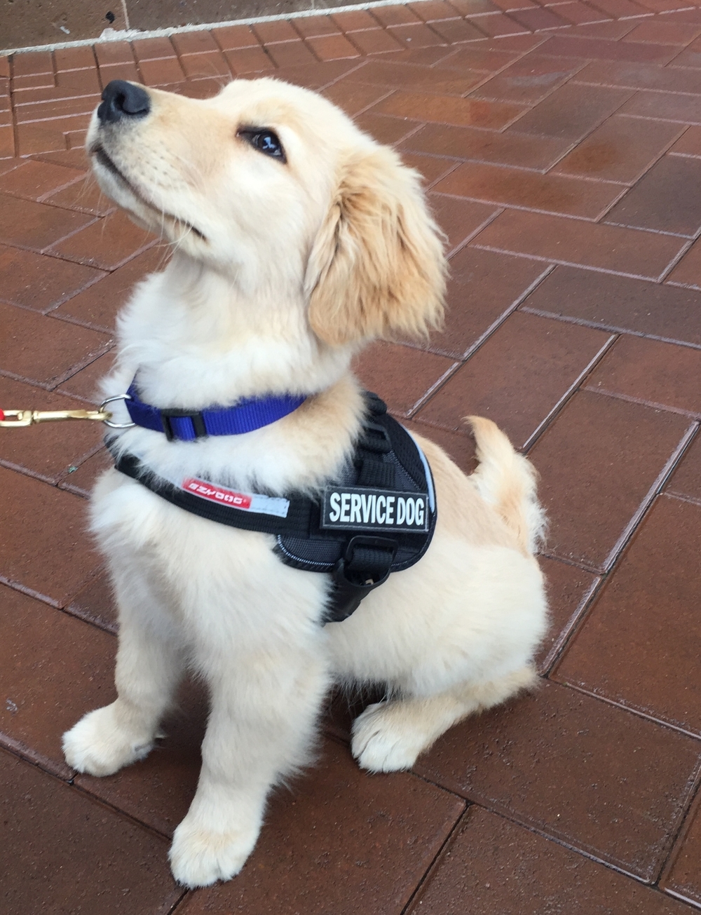 training your service dog