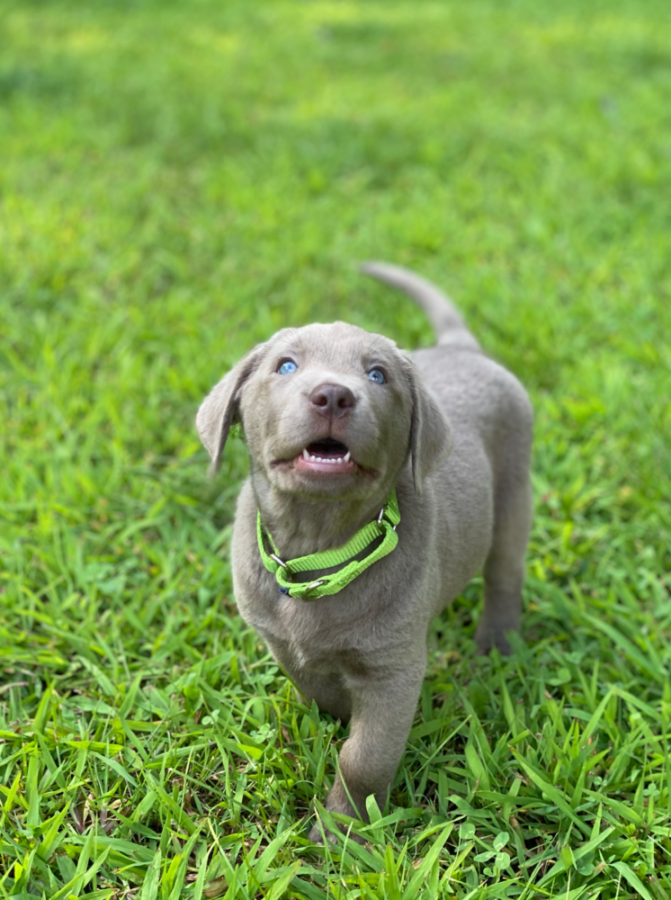 Jump Start Puppy Moose