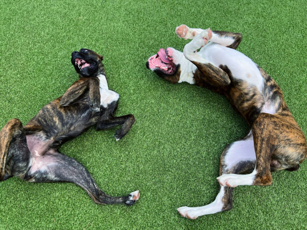 5DD14C66-9728-4CD6-B71D-741B9AD5A177 Dogs playing