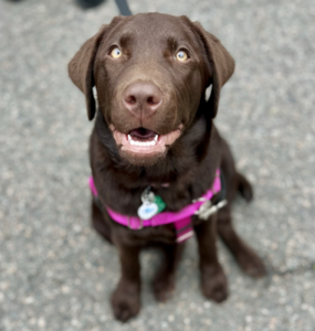Bonnie Bonnie